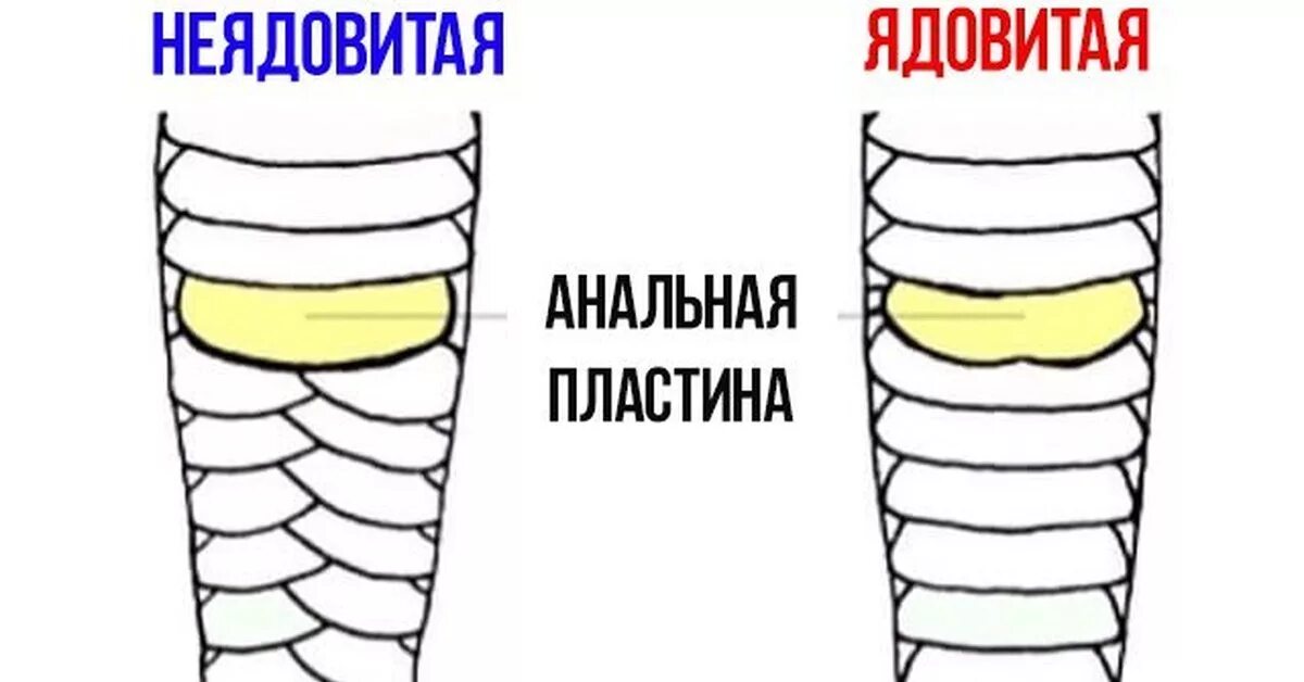 Как отличить ядовитые. Отличить ядовитую змею от неядовитой. Как понять я довитая змея или нетт. Как определить ядовитую змею. Как определить ядовитую змею от не Едовитой.