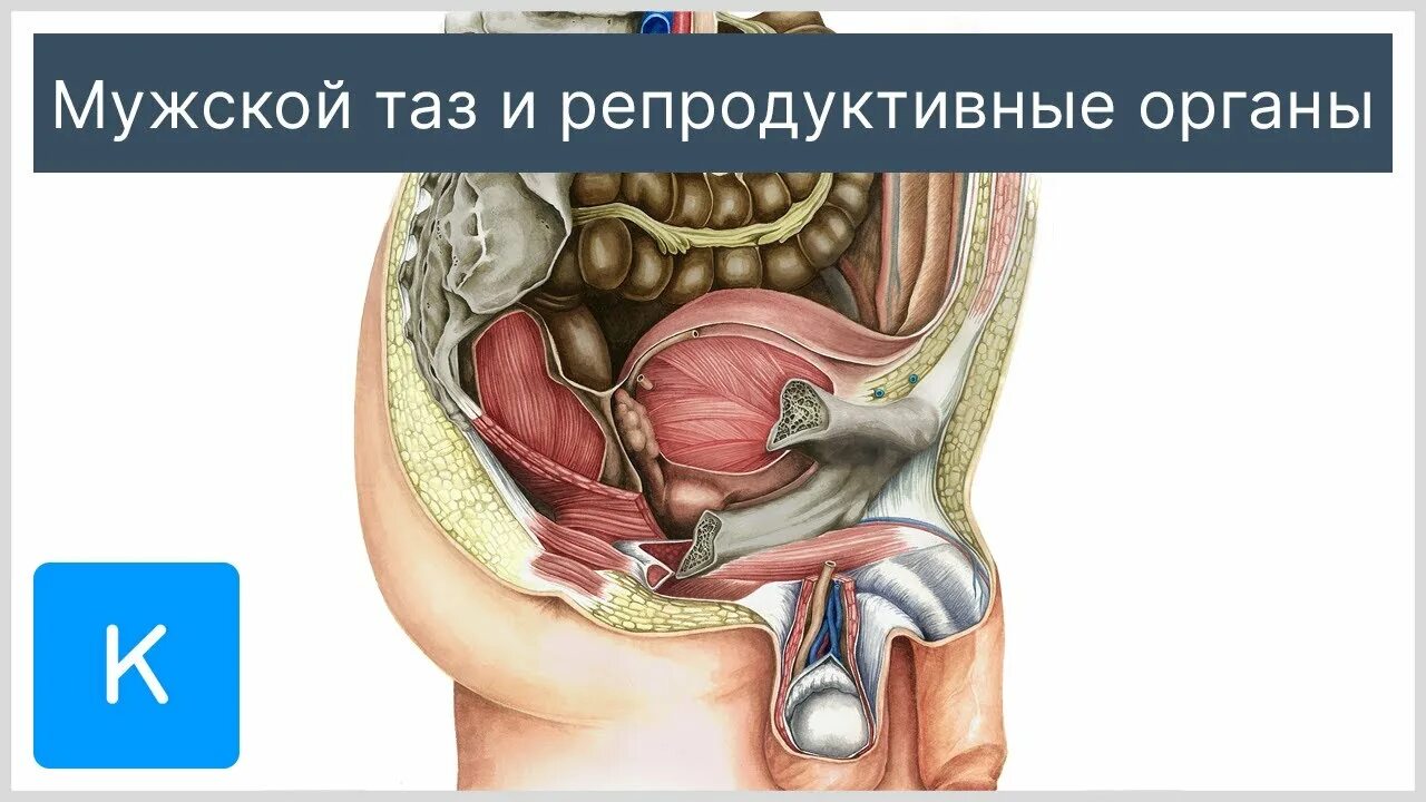Расположение органов малого таза у мужчин Фасция таза Справочник по медицине PRO7
