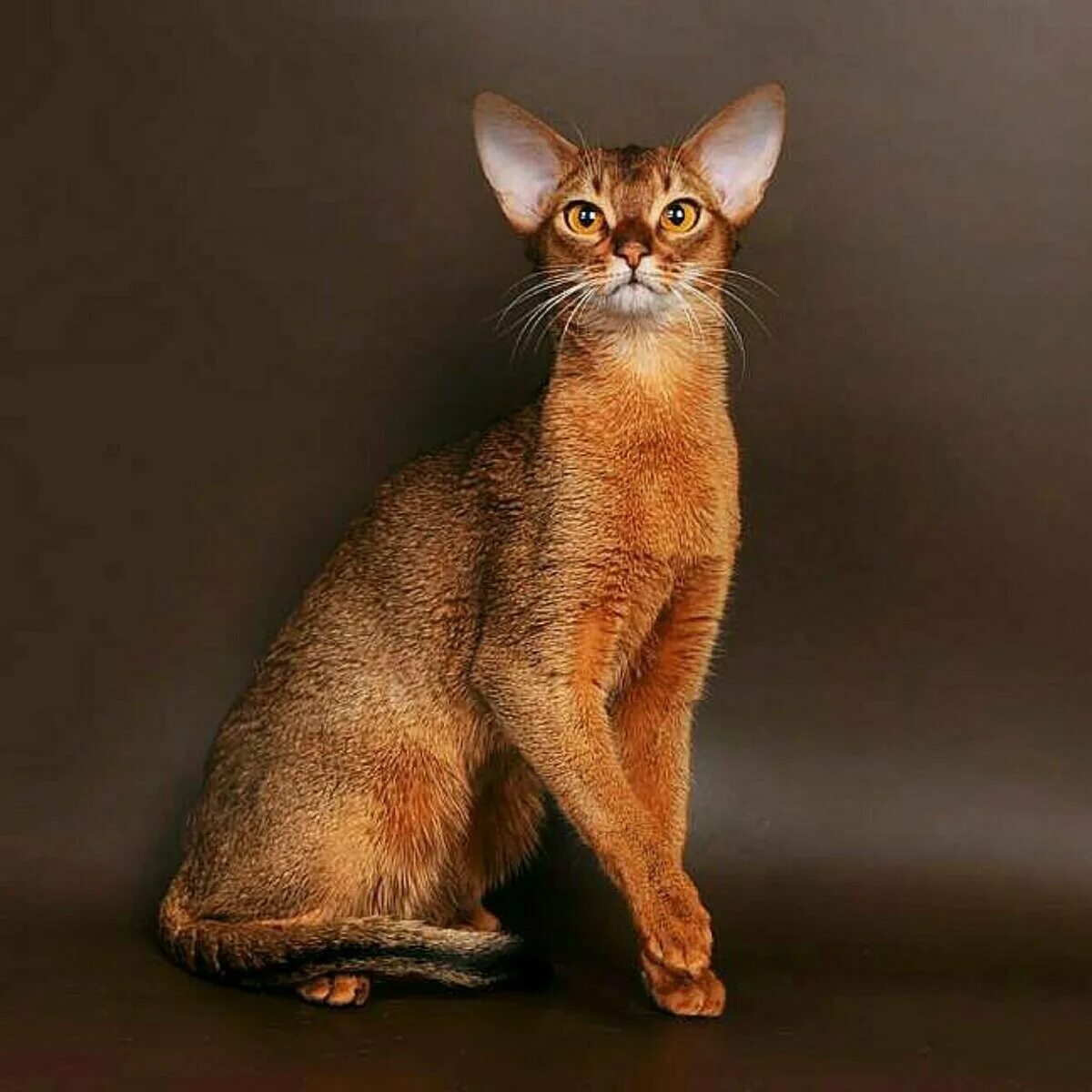 Эфиопская кошка абиссинец. Чаузи кошка ф1. Абиссинская кошка. Абиссинская порода кошек абиссинская. Абиссинская кошка белая.