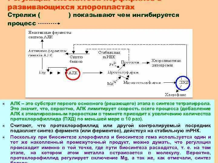 Биосинтез пао. Регуляция синтеза аминолевулиновой кислоты. Синтез тетрапирролов. Биосинтез пигментов. Этапы биосинтеза хлорофилла.