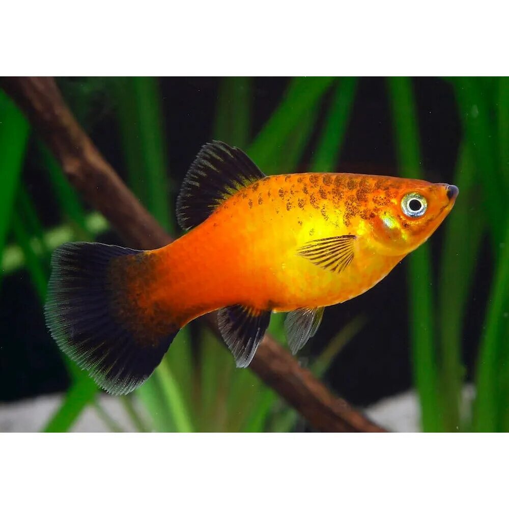 Гуппи розовый фламинго (Guppy pink flamingo)