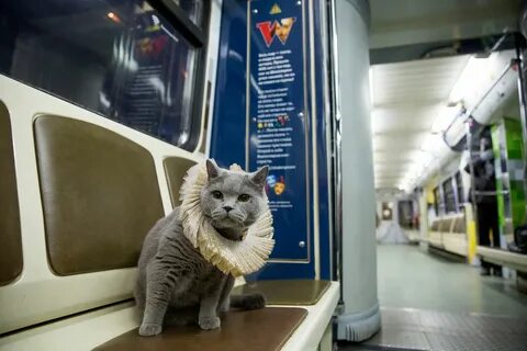 Про кота в поезде