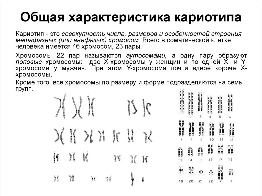 23 хромосомы у человека в клетках. Кариотип особенности кариотипа человека. Характеристика кариотипа человека. Кариотип как видовая характеристика. Характеристика кариотипа человека в норме.