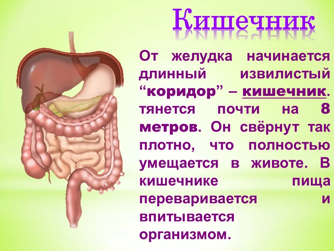 Тонкая кишка биология. Строение кишечника человека. Кишечник человека стро. Строение тела человека кишечник.