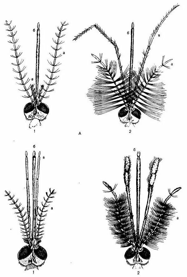 Какое развитие у малярийного комара. Головы комаров анофелес и кулекс. Головки комаров рода Culex и Anopheles. Личинки комаров анофелес и кулекс. Личинка комара рода Culex препарат.