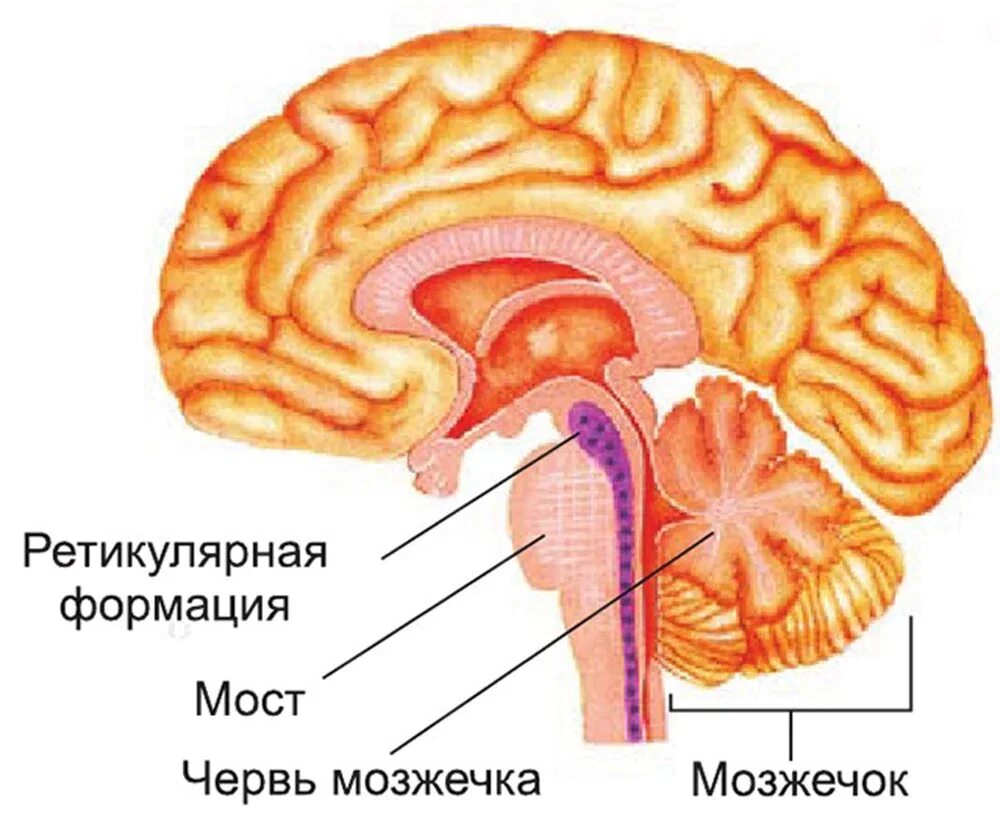 Ретикулярная формация головного мозга. Ретикулярная формация ствола головного мозга. Ретикулярная формация заднего мозга. Строение ретикулярной формации схема.