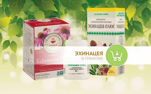 Эхинацея гомеопатия