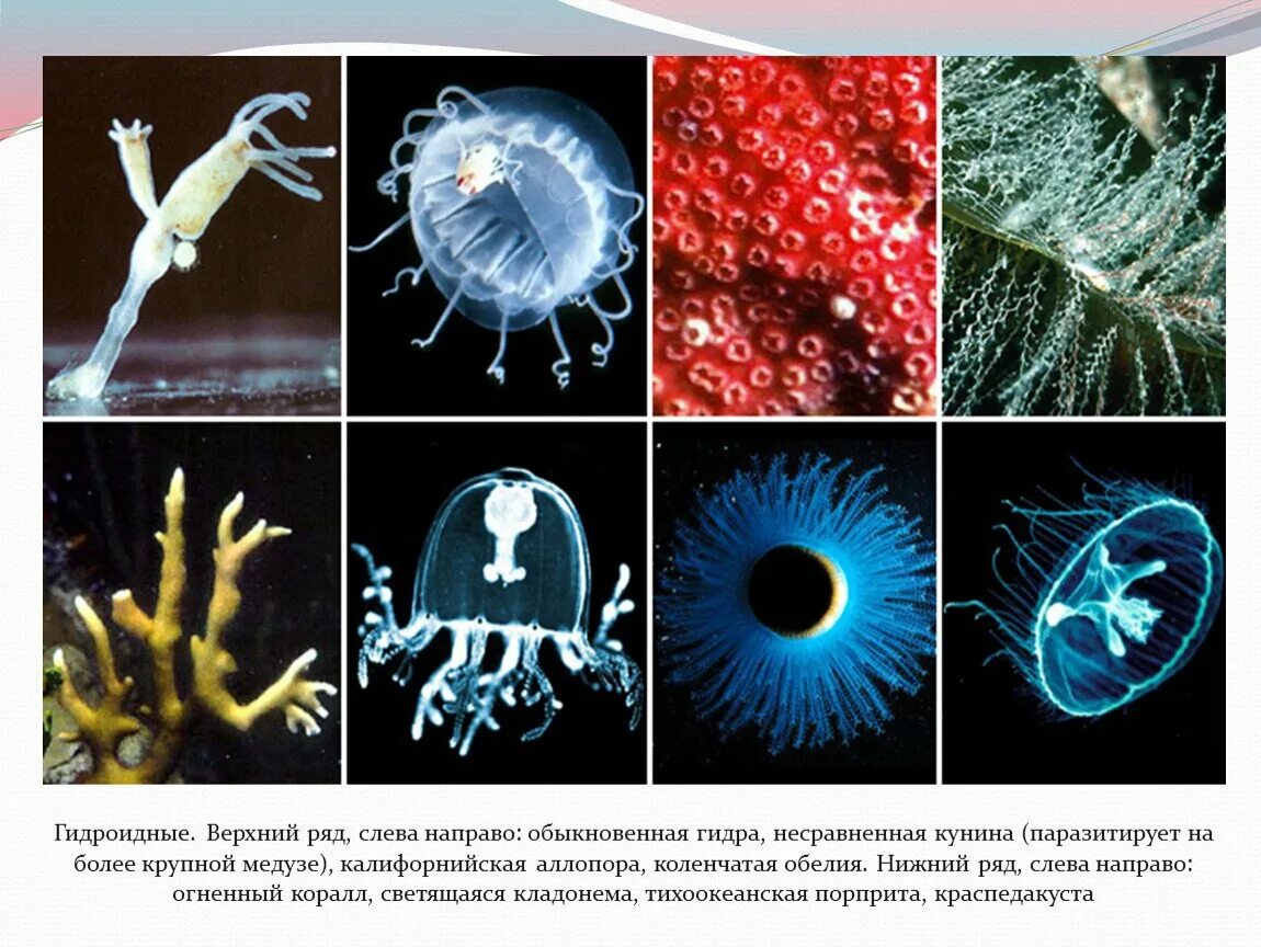 Представители гидроидных кишечнополостных. Кишечнополостные полипы и медузы. Гидроидные полипы представители. Гидроидные полипы Кишечнополостные. Группы организмов кишечнополостные