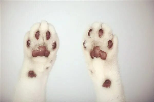 Кошачья лапка подушечка. Кошачьи подушечки на лапах. кошачья лапка.
