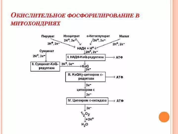 Обобщенная схема окислительного фосфорилирования. Схема процесса фосфорилирования. Окислительное фосфорилирование схема реакции. Окислительное фосфорилирование примеры реакций.