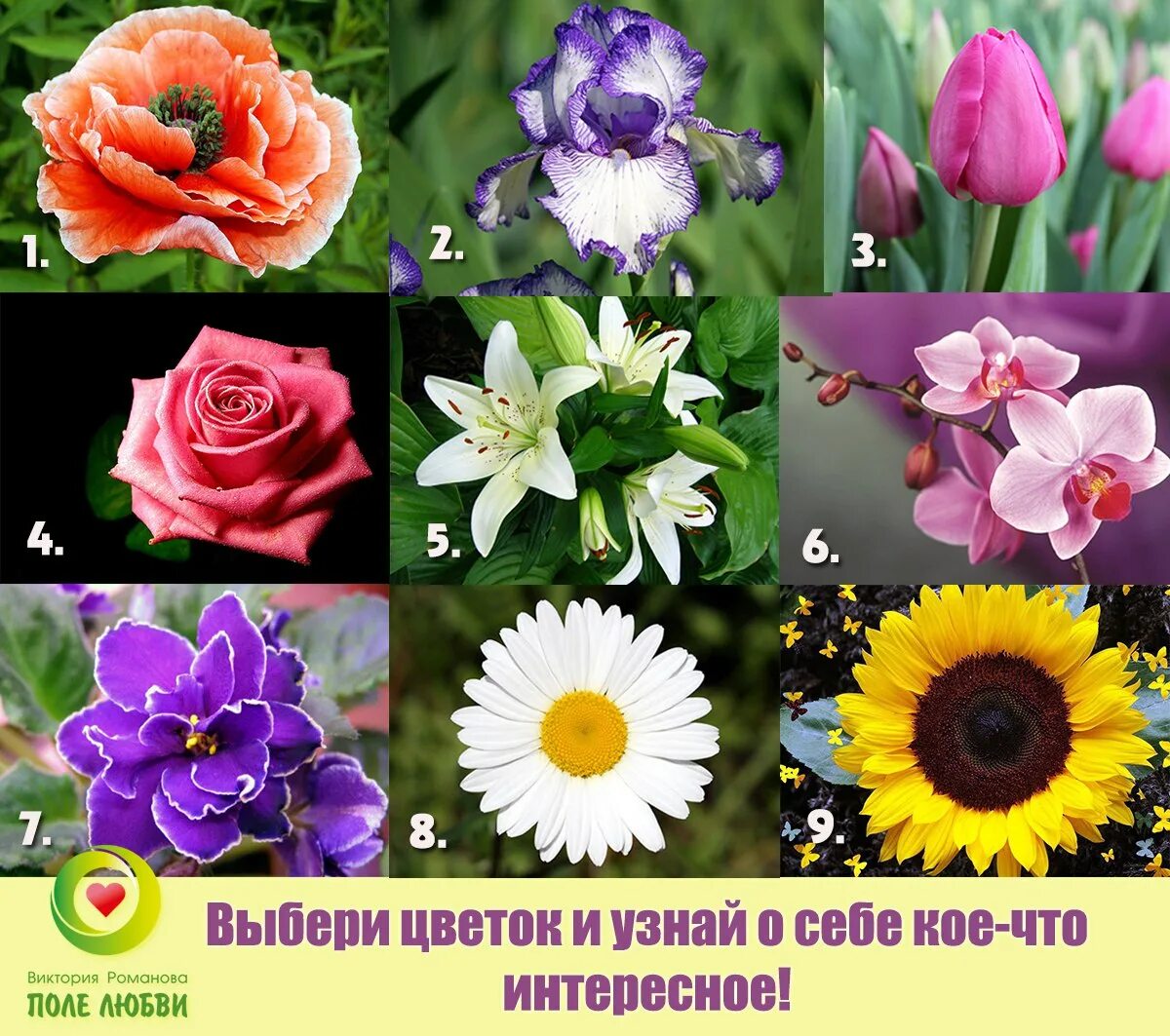 Приложение определить цветов