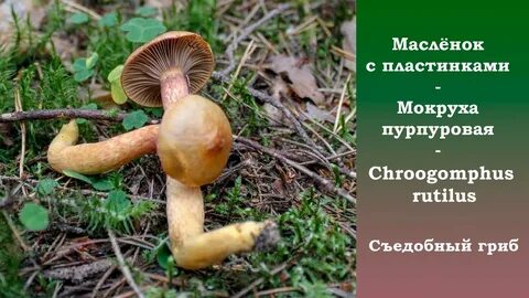 Грибоведы