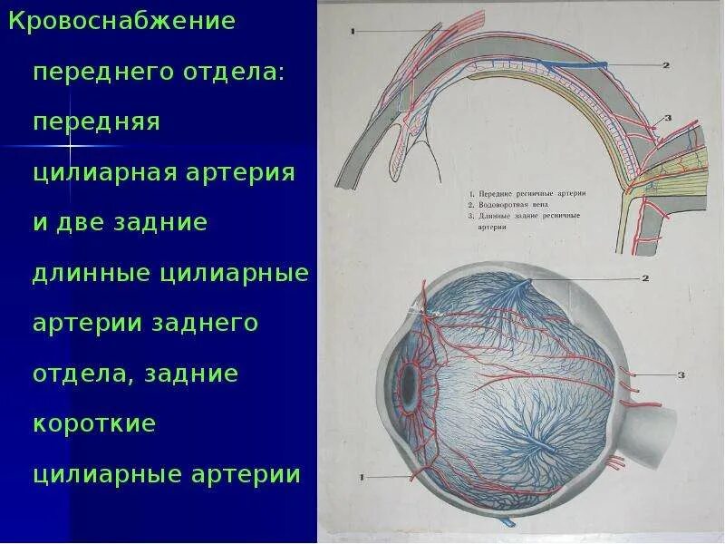 Короткая задняя ресничная артерия. Ветви глазной артерии анатомия. Артериальный круг цинна-галлера. Центральная артерия сетчатки кровоснабжение. Артерии глазницы анатомия.
