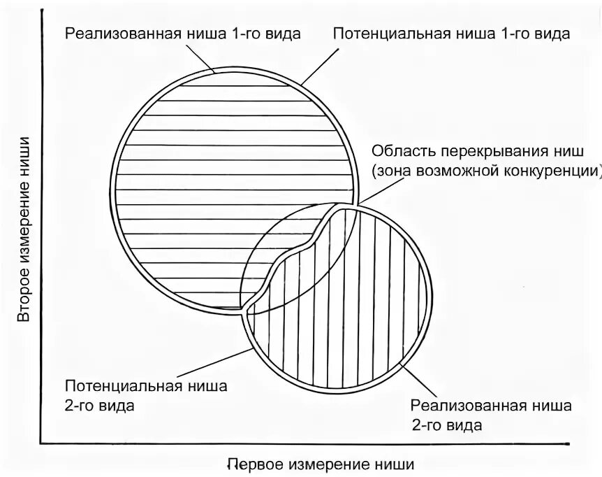 Потенциальная и реализованная экологическая ниша. Реализованная и потенциальная ниши ондатры. Фундаментальная и реализованная экологическая ниша. Схема экологических ниш. Потенциальная ниша