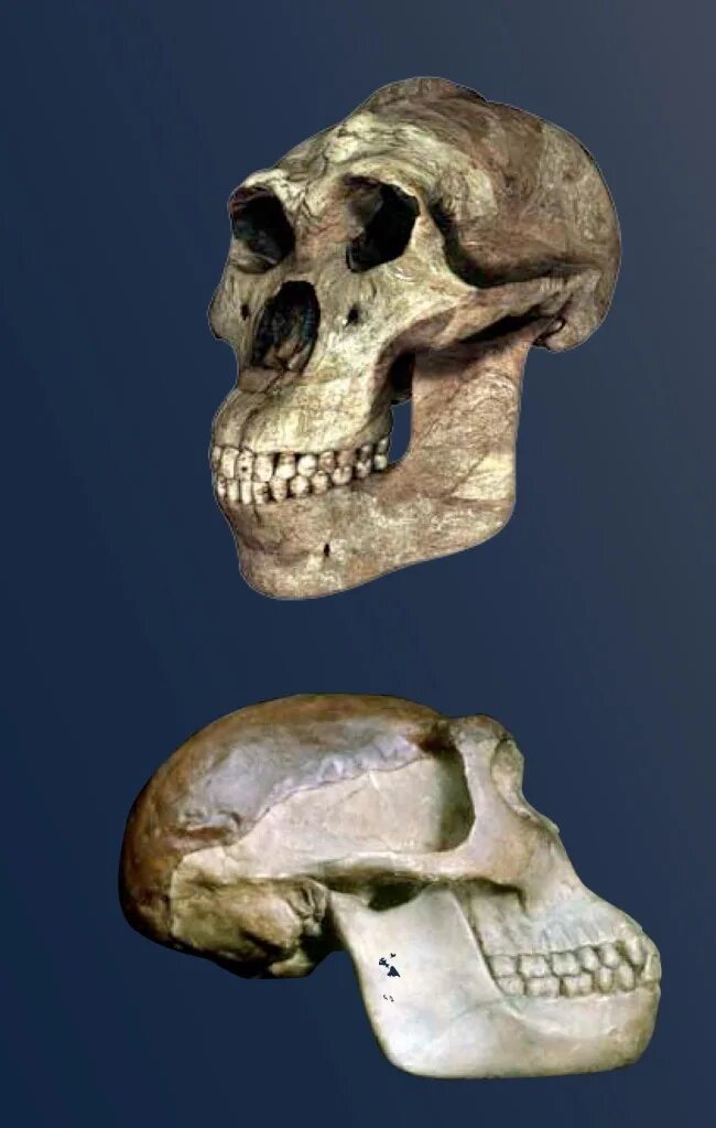 Типы черепов человека. Человек прямоходящий череп описание. Распространение человека прямоходящего. Хомо хабилис палеоантропы. Homo erectus человек прямоходящий объем мозга.