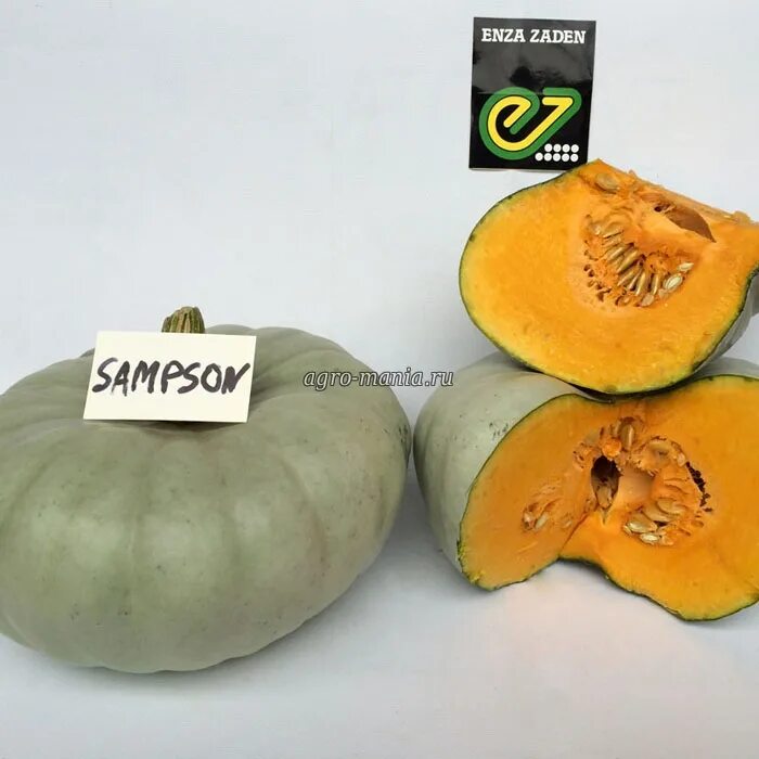 Тыква сампсон f1. Тыква сампсон. Тыква лесной орех отзывы фото урожайность. Тыква сампсон. Тыква сампсон.