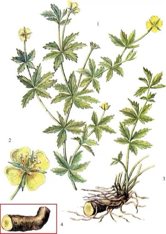 Лапчатка дакота санспот. Лапчатка промостойчатая. Корневища лапчатки прямостоячей. Лапчатка промостойчатая. Лапчатка прямостоячая (калган) с корнем.