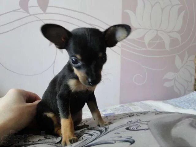 Кобель йорка для вязки. Терьеры в барнауле. Мини той терьер в барнауле. Фото йоркширского терьера мальчик белый. Терьеры в барнауле.