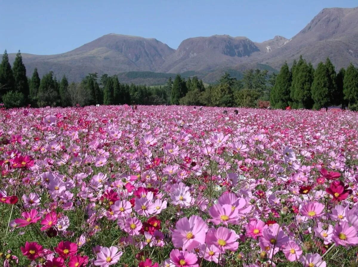Окутывали поляны. Космея в Японии. Космея розовая Долина. Поляна цветов. Цветущее поле.