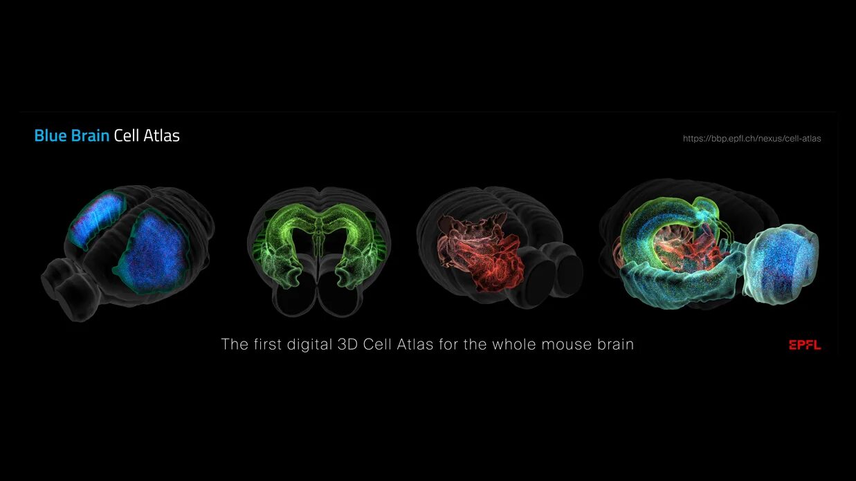 Brain project. Blue Brain Project. Голубой мозг. Mouse Brain. Голубые мозги.