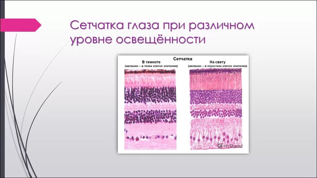 Пигментный эпителий сетчатки глаза. Сетчатка гистология препарат. Сетчатка на свету и в темноте гистология. Пигментный эпителий сетчатки на свету и в темноте.