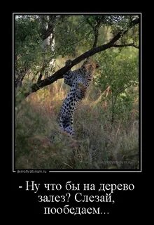 Тема полезть