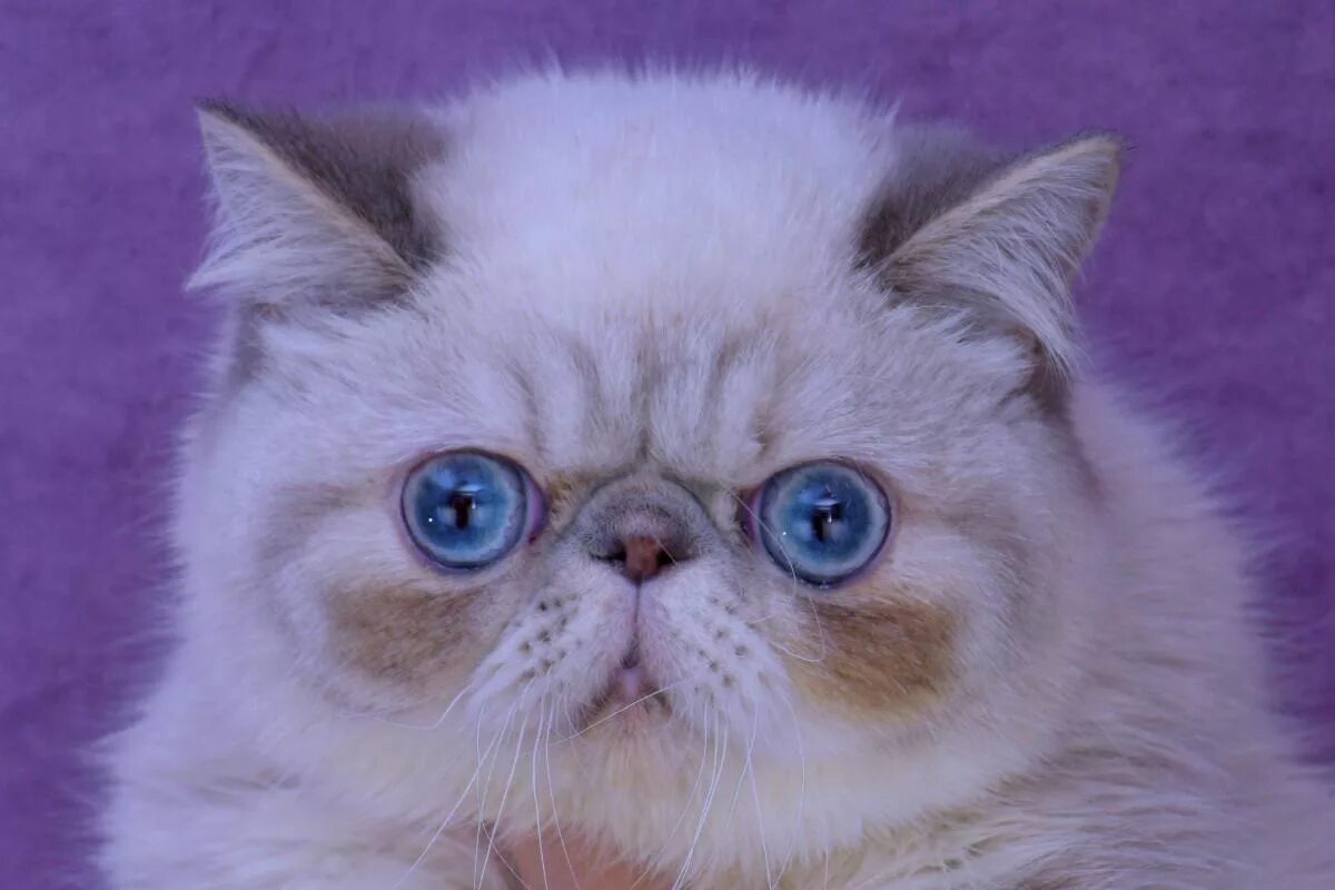 Кошки отзывы. Экзотическая кошка колор Пойнт. Порода кошек экзот калорпойнт. Экзот с голубыми глазами. Кот экзот недовольный.
