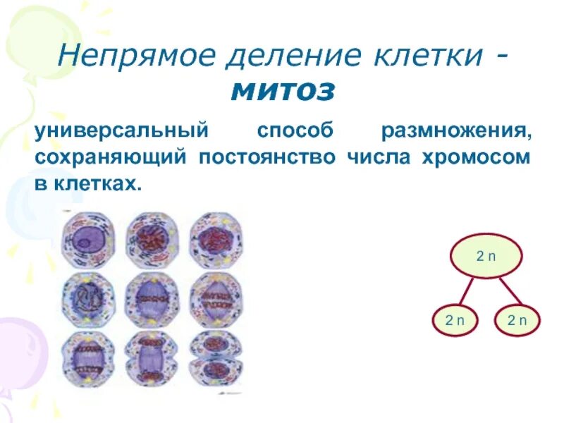Деление клетки митоз. Способы деления клетки схема. Схема непрямого деления клетки митоз. Схема непрямого деления клетки. Мейоз это Непрямое деление.