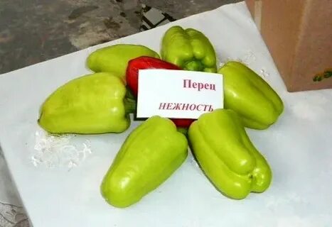 Перец форум