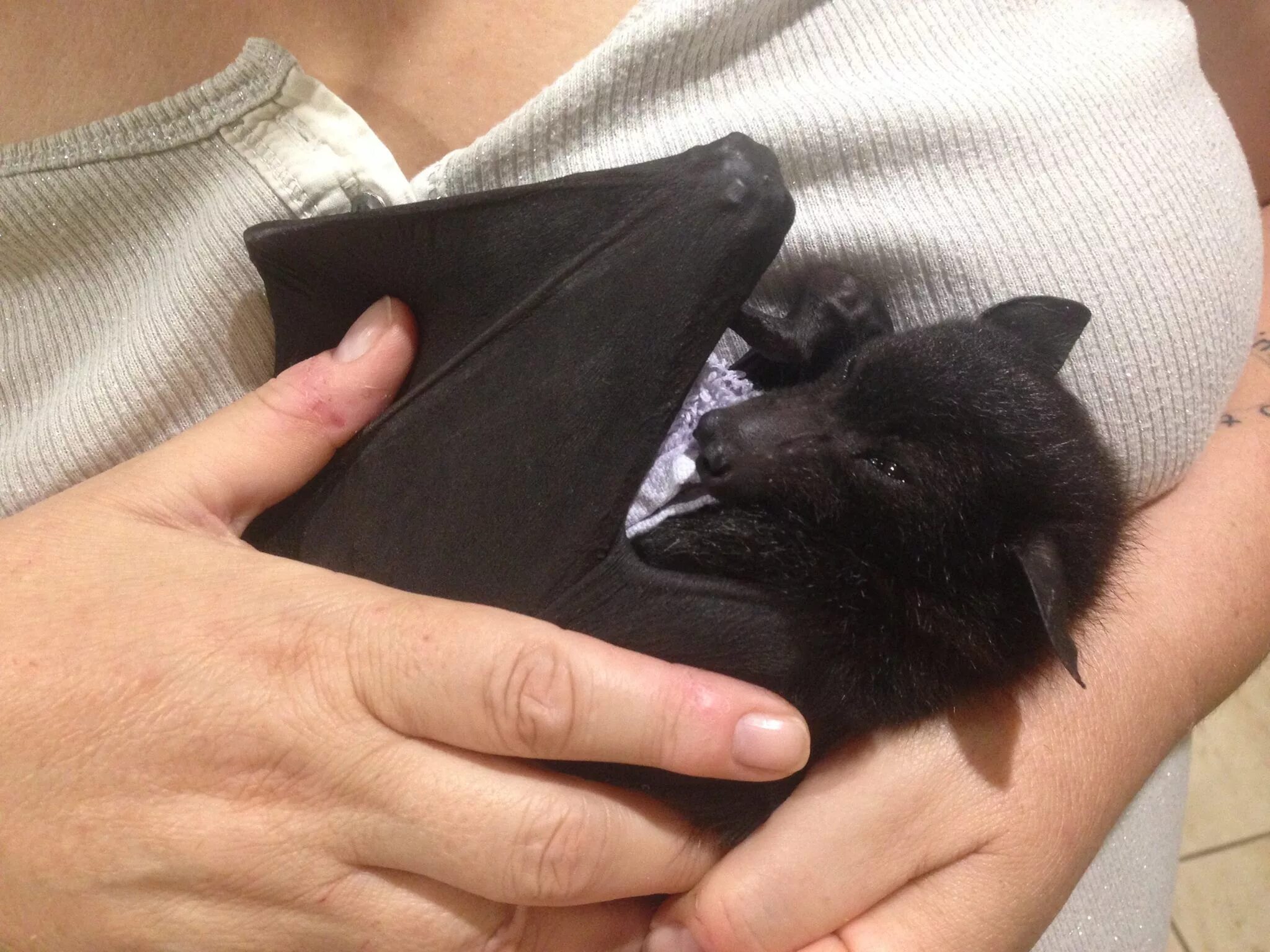 Лапки летучей мыши. Черная летучая мышь. Летучая мышь. Нильский крылан тип питания. Ручная летучая мышь.