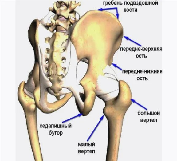 Подвздошная кость перелом. Гребнеповздошная кость. Подвздошная кость гребень. Подвздошная кость анатомия человека. Где находится гребень