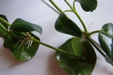Укоренение хойи черенками