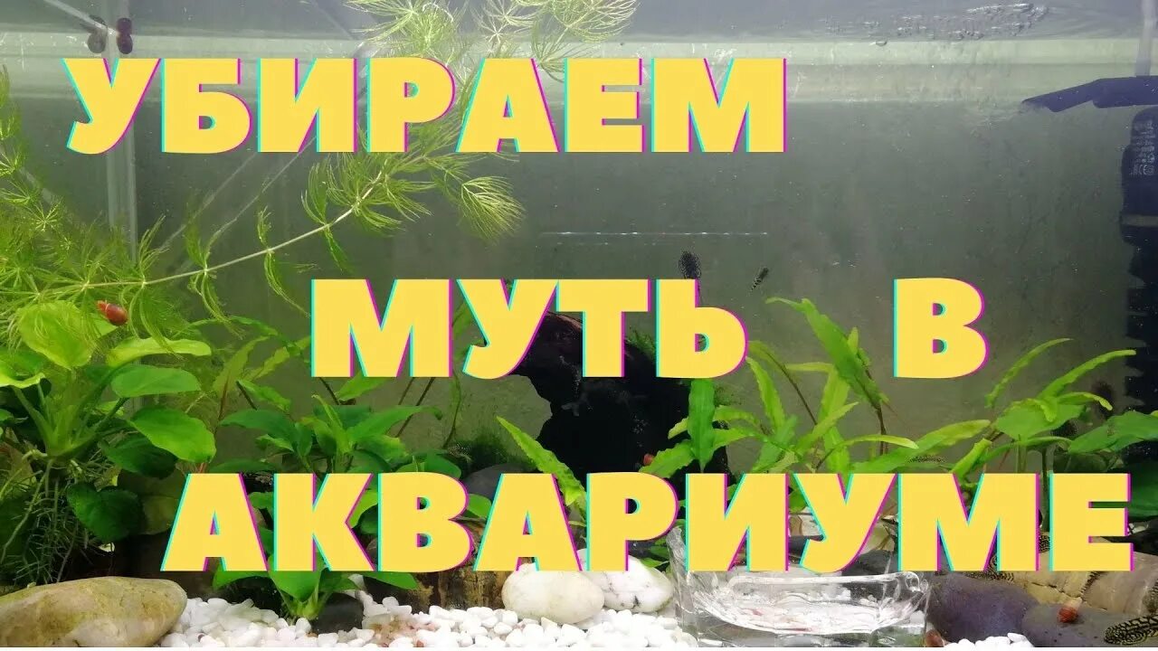Как убрать муть в бассейне. Муть в аквариуме как избавиться. убираем муть в аквариуме.