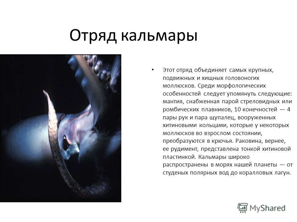 Раковина головоногих моллюсков описание. Почему у моллюсков слабо развита регенерация. Класс брюхоногие раковина. Покровы головоногих моллюсков. Почему у моллюсков слабо развита регенерация.