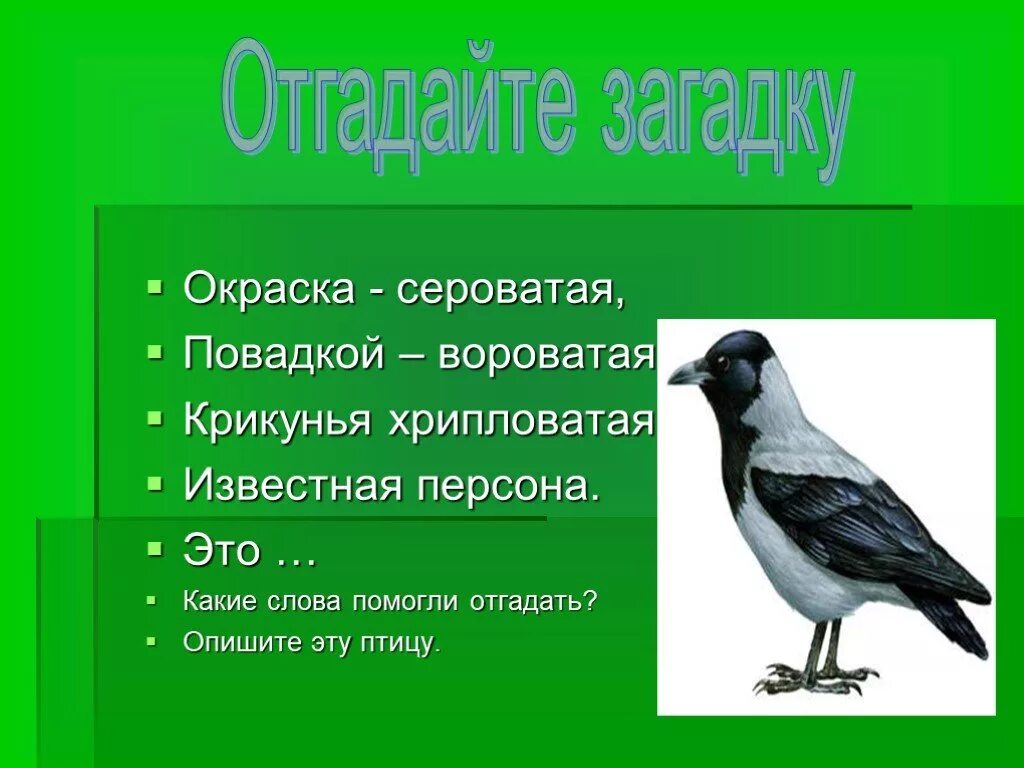 Клички ворон. Окраской сероватая повадкой вороватая. Загадки с прилагательными. Прилагательные в загадках. Птицы прилагательные.