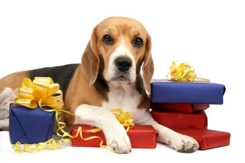 Красивые новогодние. Dog as a gift. Щенок в подарок. Собака в подарочной коробке. Подарок для питомца.