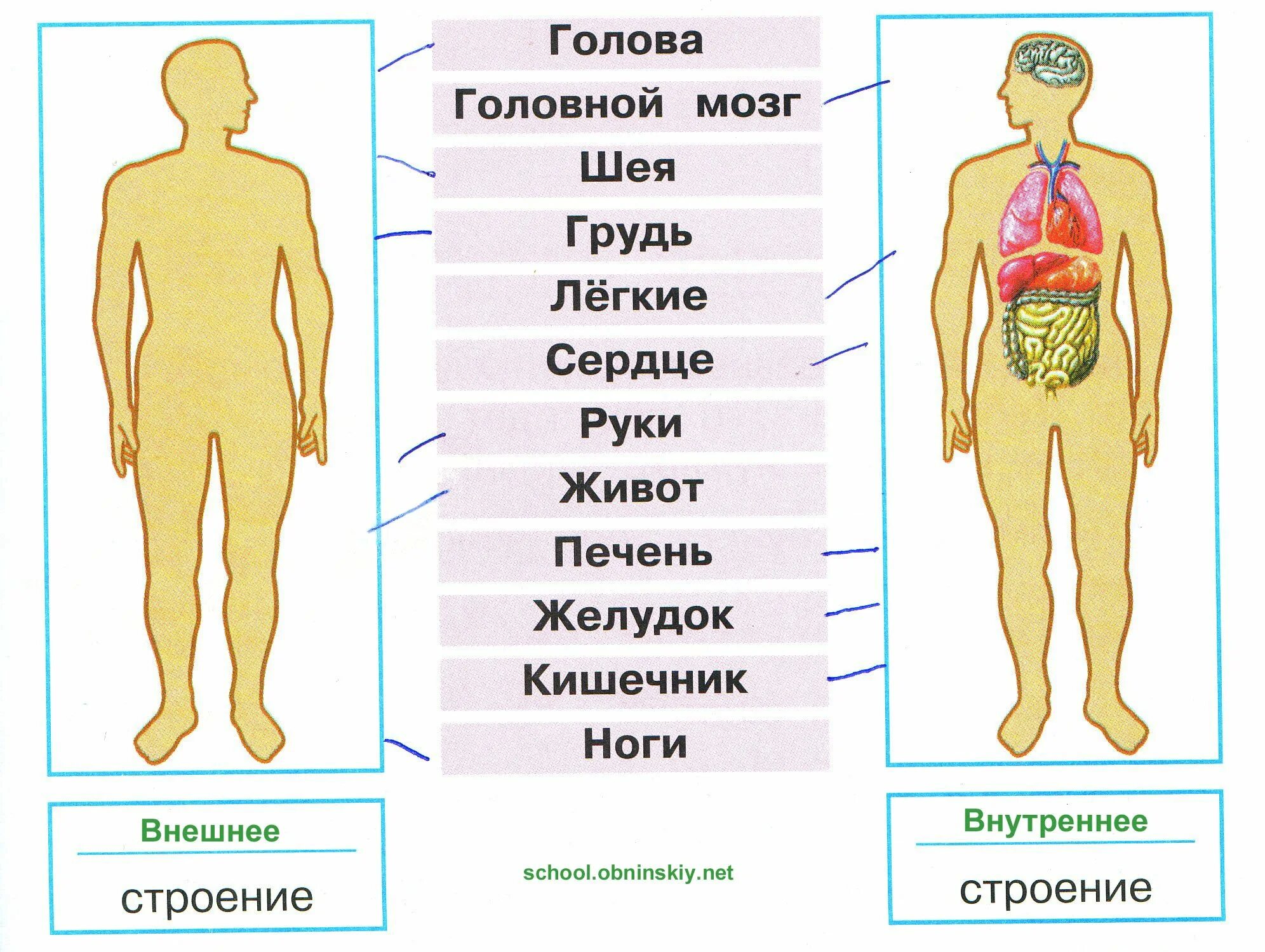 Форма органов человека. Внешнее и внутреннее строение тела человека 2 класс окружающий мир. Строение тела человека 2 класс окружающий мир Плешаков. Строение человека внутренние органы 3 класс окружающий мир. Строение тела человека 3 класс окружающий мир.