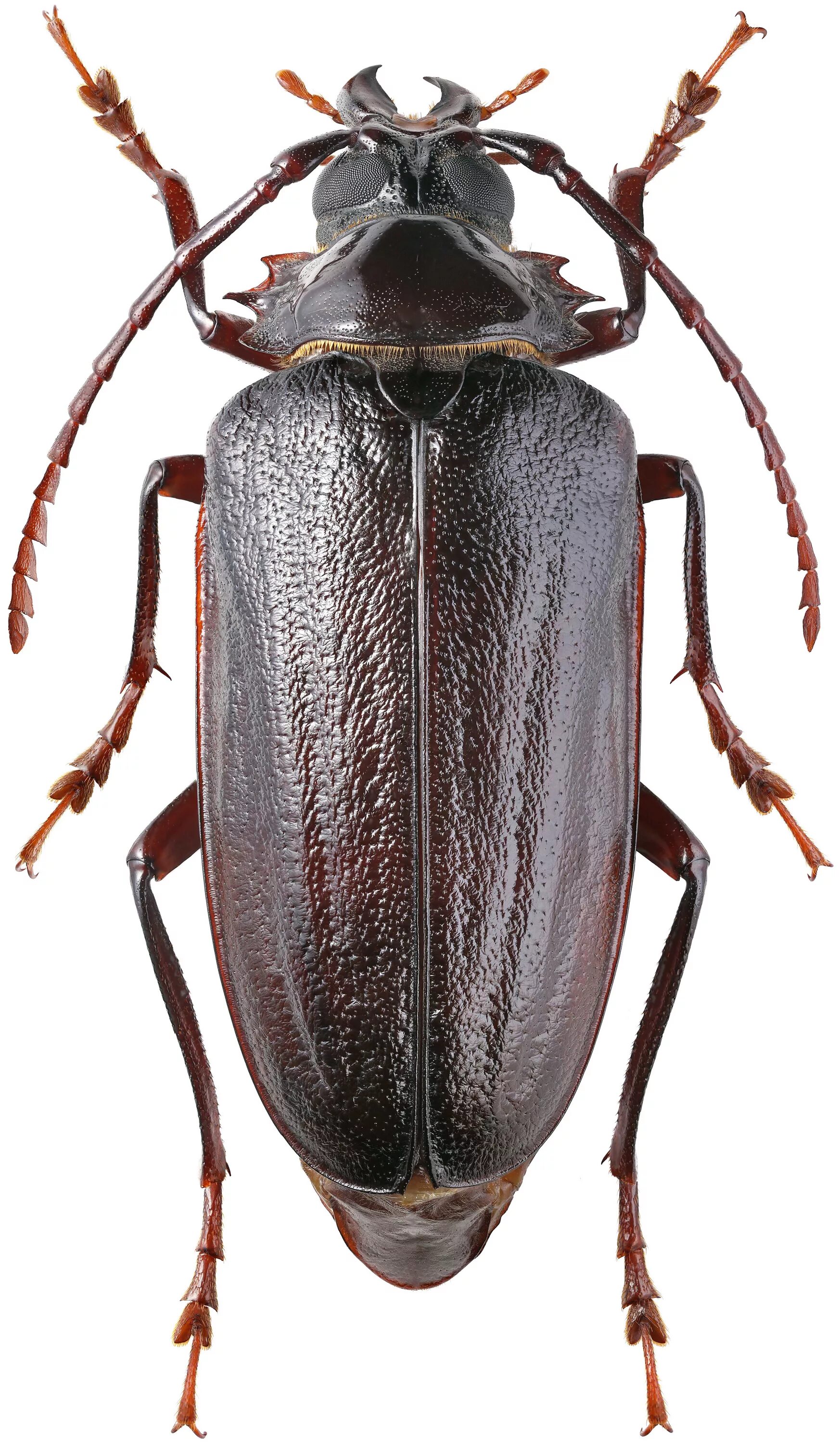 Триба это. Жук хрущак. Жук триба Prionini. Темный хрущак Tenebrio Obscurus. Cerambycidae Жук.