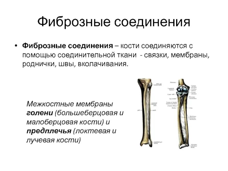 Непрерывное соединение с помощью соединительной ткани