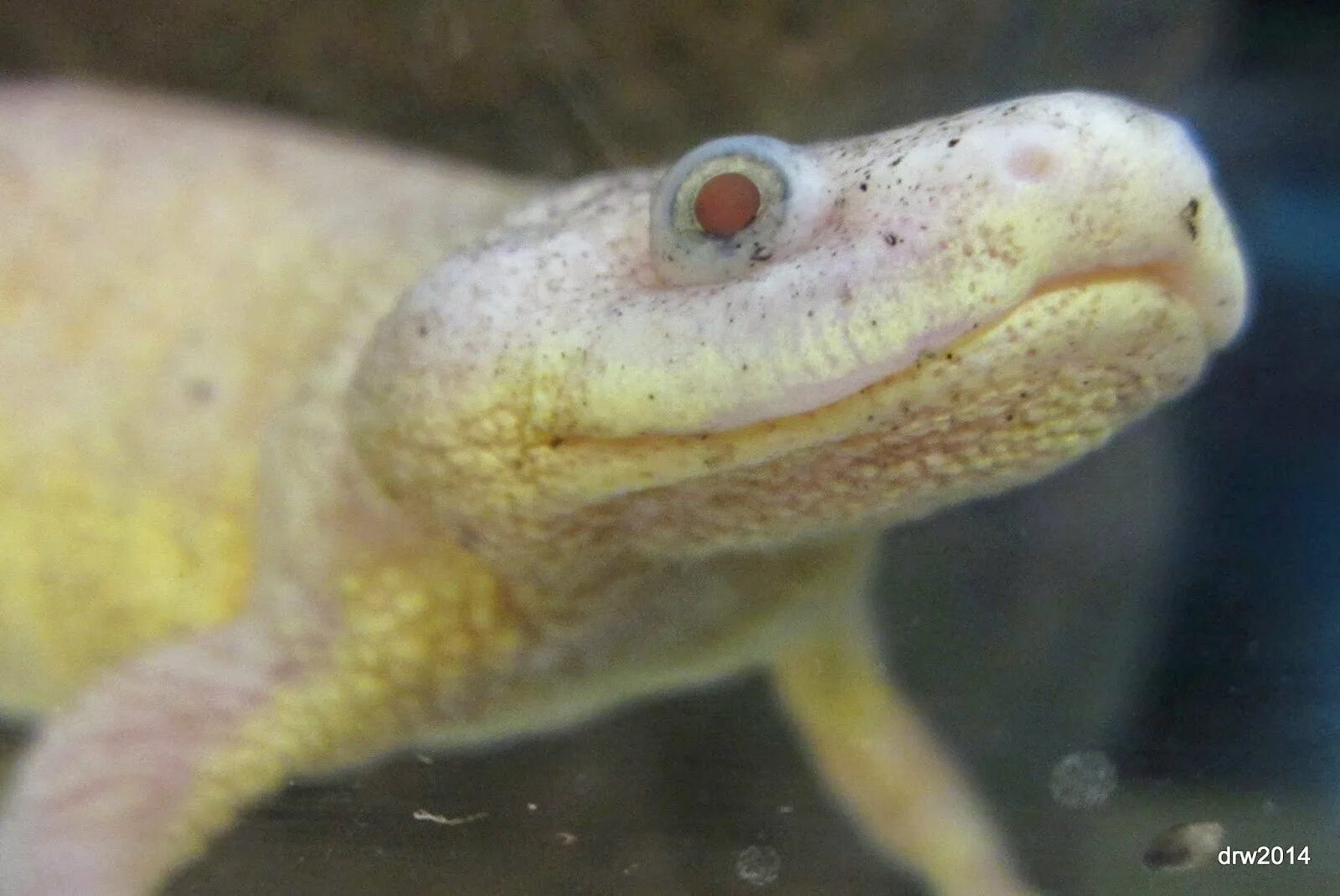 Иглистый тритон альбинос. Тритон альбинос аквариумный. Испанский иглистый тритон альбинос. Иглистый тритон альбинос. Тритон альбинос.