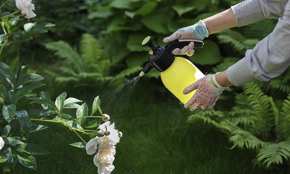 Flower spray. Пион внекорневые подкормки. Опрыскивание растений. Опрыскивание кустарников. Опрыскивать растения в саду.