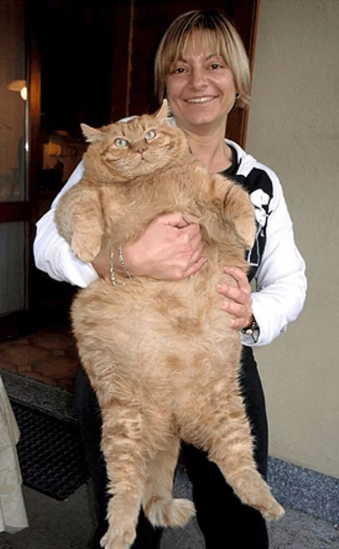 Кошка тяжело. Кот химми 21 кг. Австралийский кот химми. Химми кот толстый. Самый толстый кот в мире.