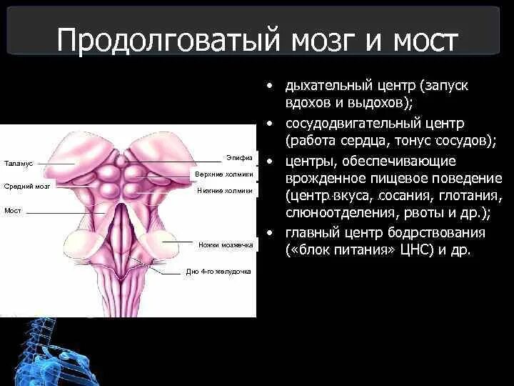 Нервные продолговатого мозга. Функции сосудодвигательного центра продолговатого мозга. Центры продолговатого мозга. Продолговатый мозг и мост. Жизненно важные центры продолговатого мозга.
