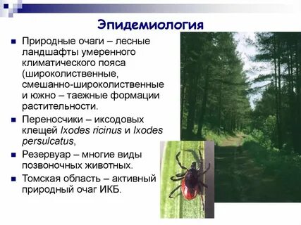 Возбудителем таежного энцефалита являются