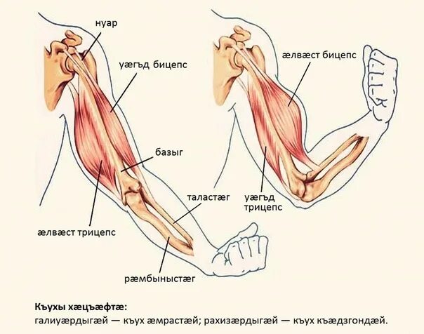 Мышцы руки сгибатели анатомия. Строение сухожилия трицепса. Анатомия мышц и сухожилий локтевого сустава. Мышца сгибатель руки в локтевом суставе. Локтевой изгиб