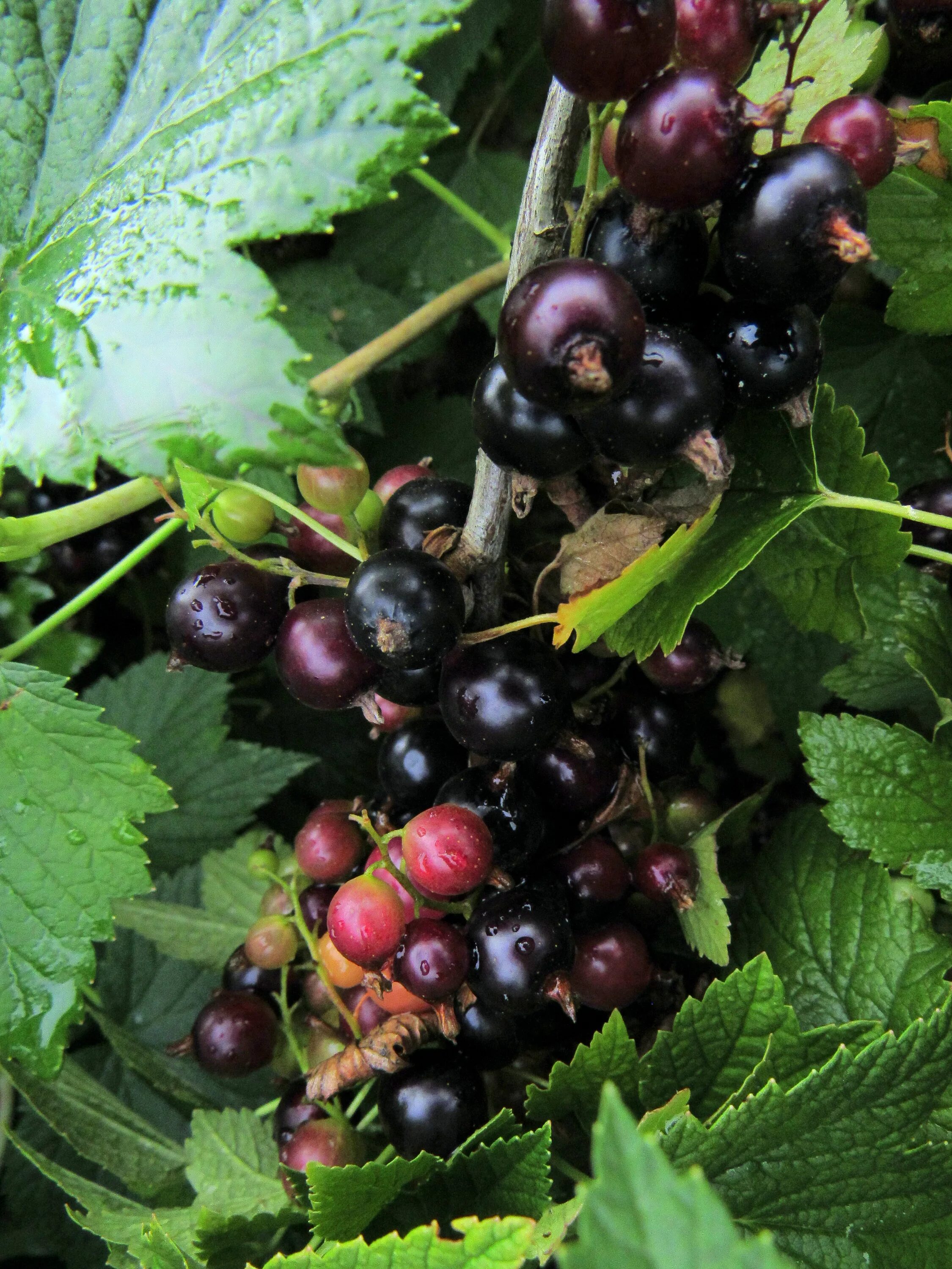 Штамбовые плодовые кустарники. Ежемалина кимберли шпалера. Дача смородина. Стелющаяся черная смородина. Красная смородина кустарник.