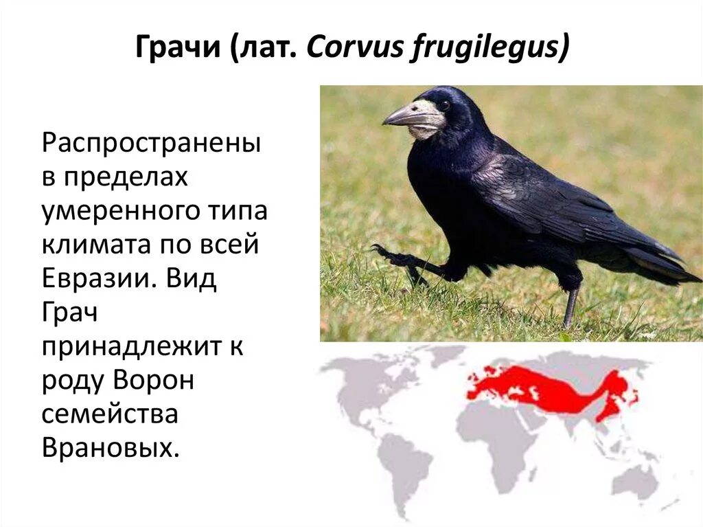 К какому виду относятся вороны. Ворона и грач отличия. разница между грачами и воронами. различия между воронами и грачами. отличие грача от вороны.