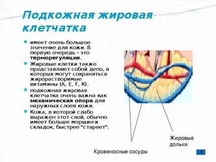 Подкожно жировая клетчатка выражена