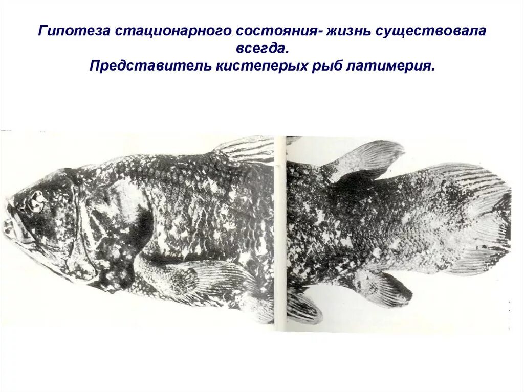 Стационарное происхождение жизни. Кистеперая рыба Латимерия. Представитель кистеперых рыб Латимерия. Гипотизм. Стационарного состояния. Концепция стационарного состояния.