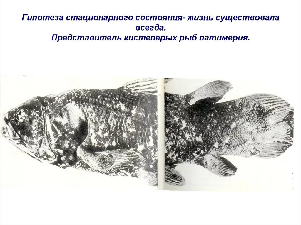 Стационарная жизнь